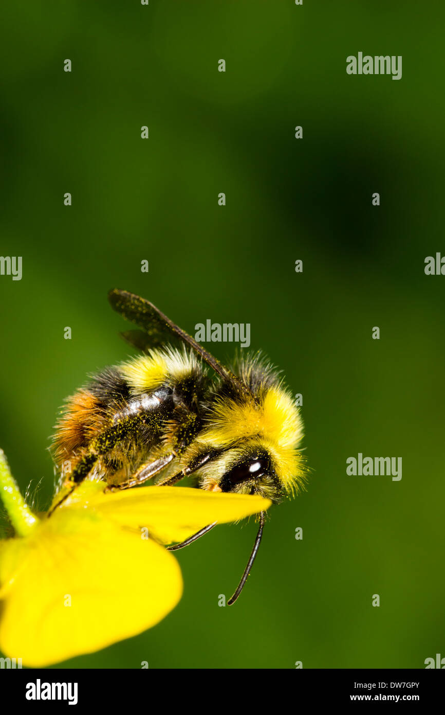Au début mâle, bourdon Bombus pratorum, reposant sur le haut d'un pétale de renoncule Banque D'Images