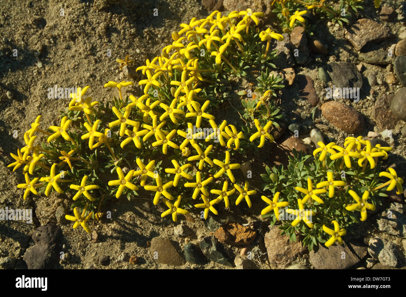 Oreopolus glacialis-coussin fleurs plantes dans Bosque Petrificado José Ormaechea près de Sarmiento Patagonie Argentine Amérique du Sud Banque D'Images
