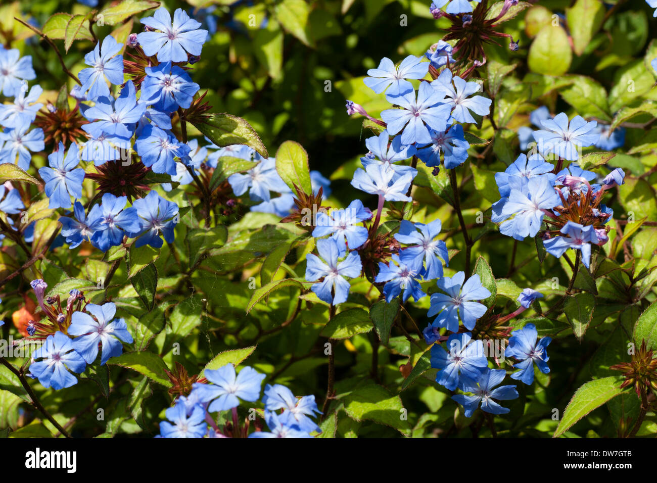 Longue floraison semi-arbuste, Ceratostigma willmottianum 'Autumn Blue' Banque D'Images