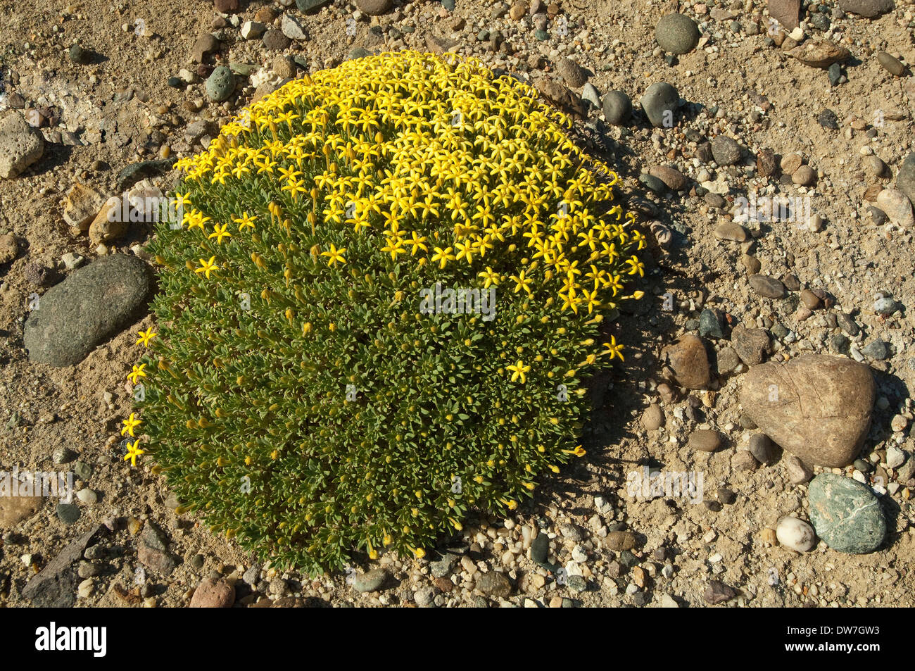 Oreopolus glacialis-coussin fleurs plantes dans Bosque Petrificado José Ormaechea près de Sarmiento Patagonie Argentine Amérique du Sud Banque D'Images