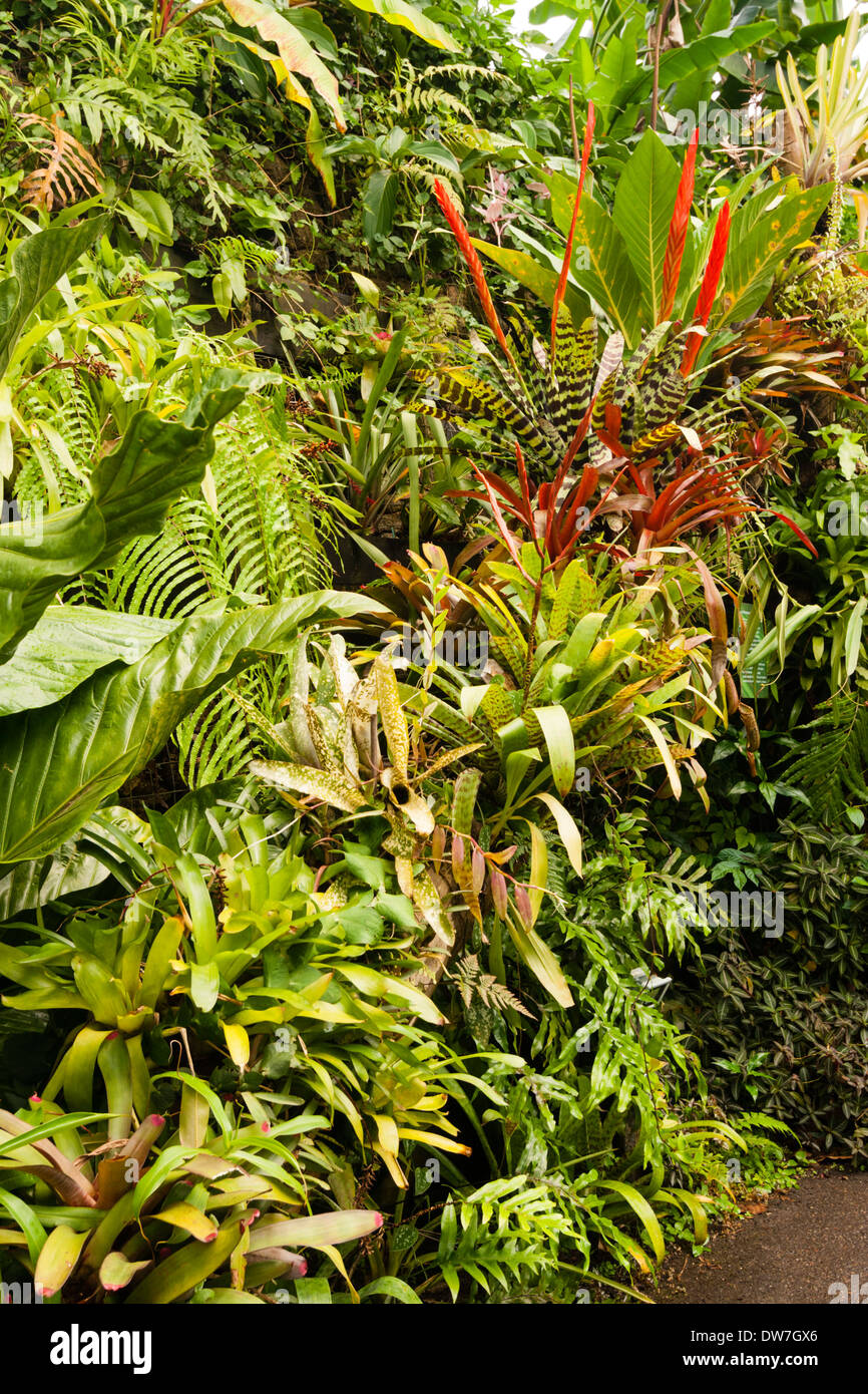 Un mélange de broméliacées et autres plantes épiphytes poussant dans le biome des zones tropicales humides à l'Eden Project, Cornwall Banque D'Images