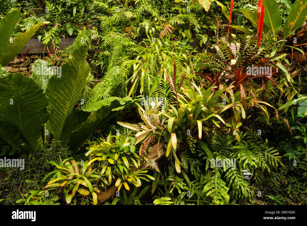 Un mélange de broméliacées et autres plantes épiphytes poussant dans le biome des zones tropicales humides à l'Eden Project, Cornwall Banque D'Images