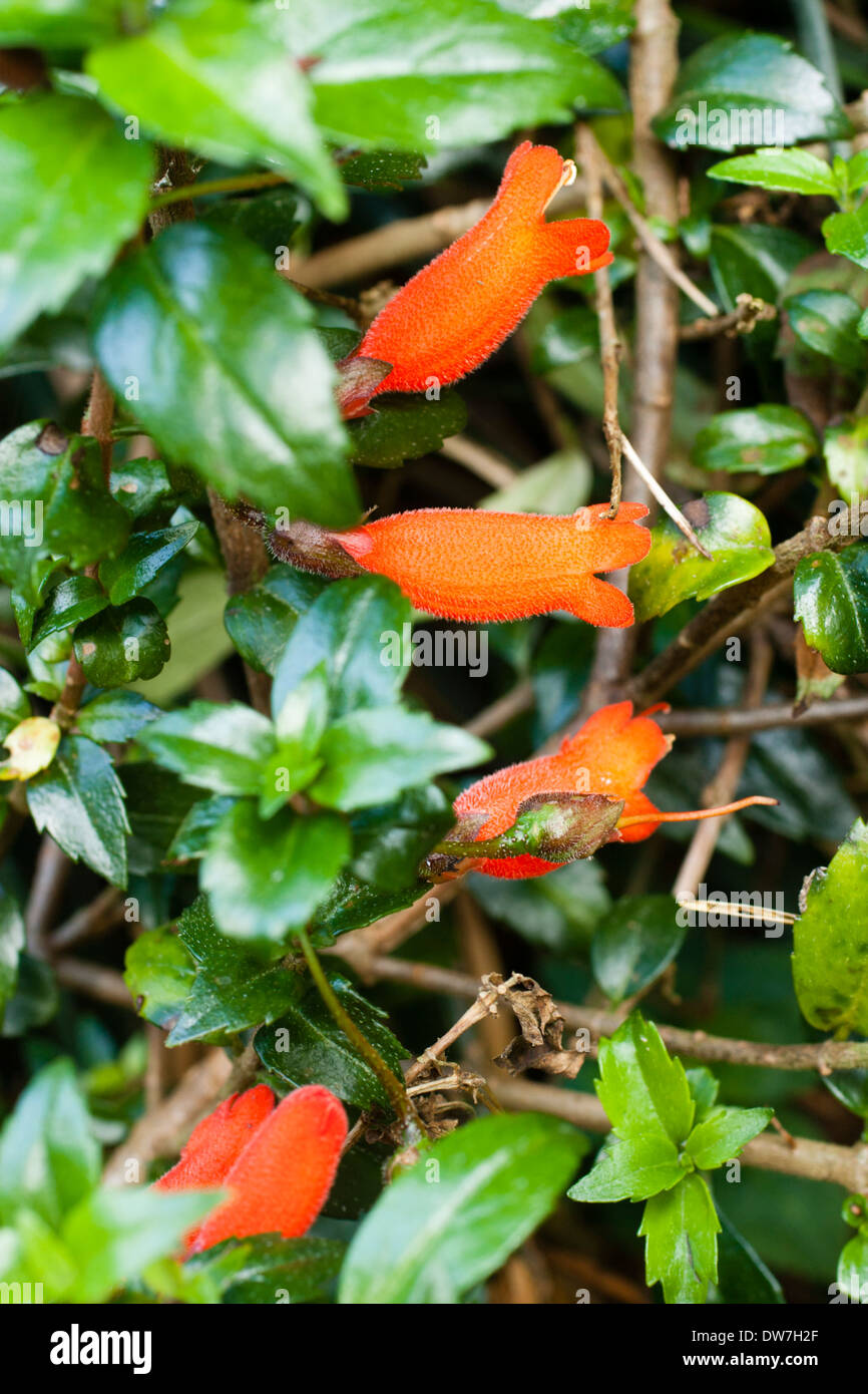 Fleurs écarlates tubulaire de Mitraria coccinea 'lac Puyehue peep' de la coiffe de la feuilles Banque D'Images