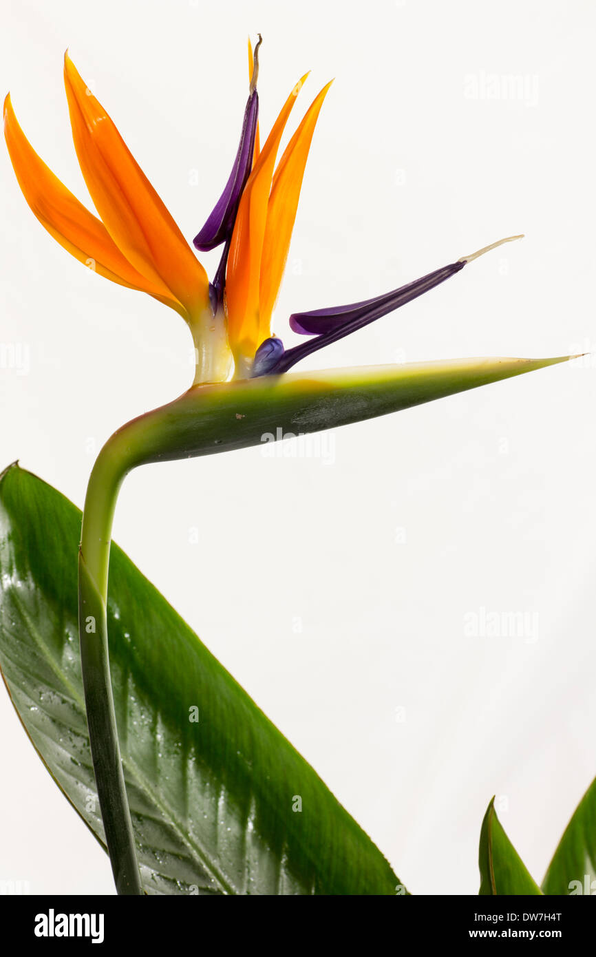 Portrait de la fleur de l'oiseau du paradis Strelitzia reginae, plantes à fleurs, à l'intérieur dans un jardin de Plymouth Banque D'Images