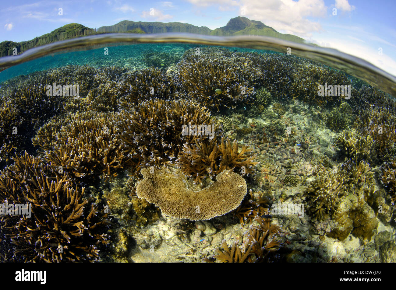 Les récifs coralliens peu profonds avec plusieurs espèces d'Acropora, Fagaalu Bay, Pago Pago, Tutuila, American Samoa Banque D'Images