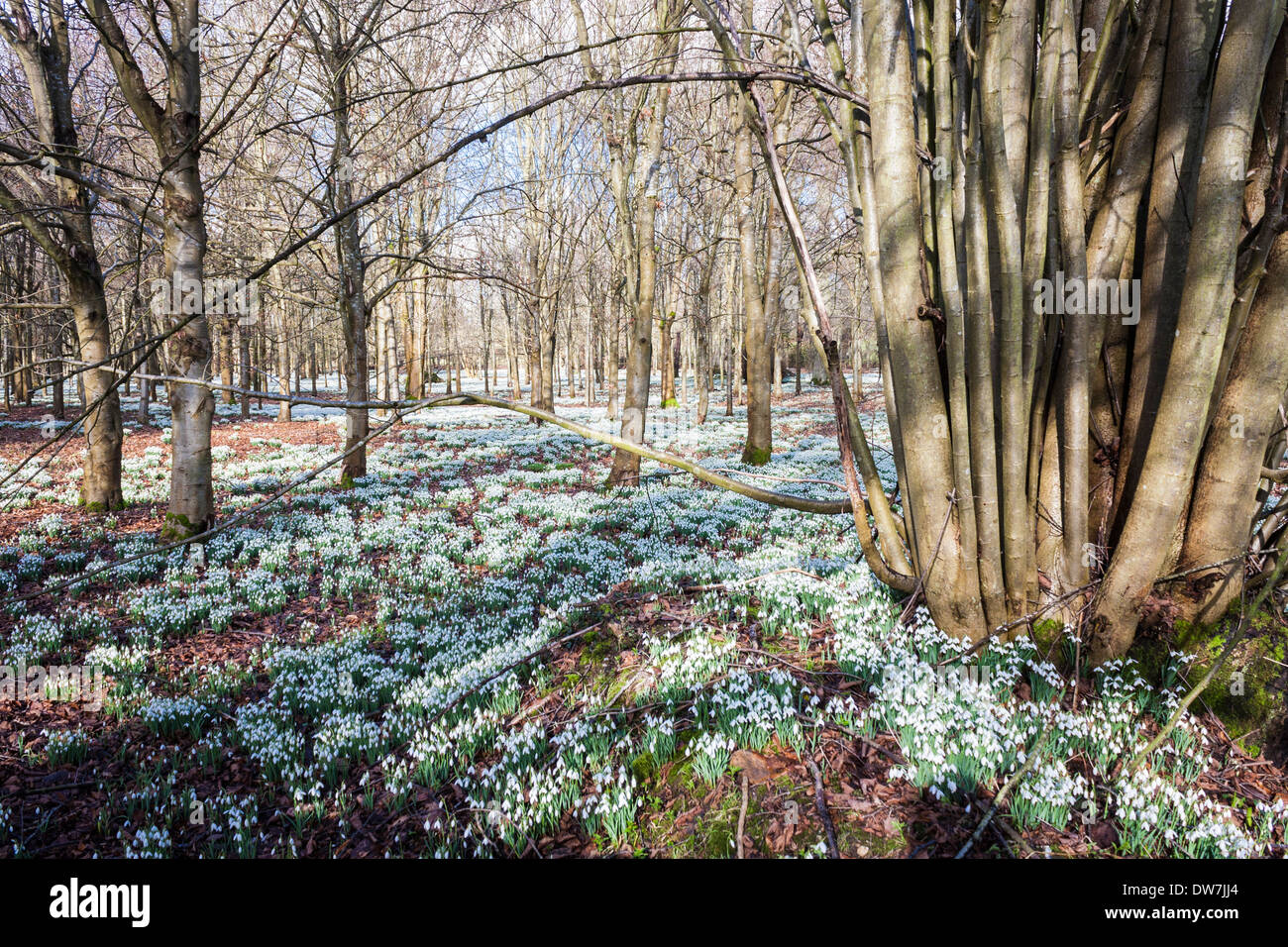 Perce-neige (Galanthus) dans les bois. Welford Park, Welford, Newbury, Berkshire, England, GB, au Royaume-Uni. Banque D'Images