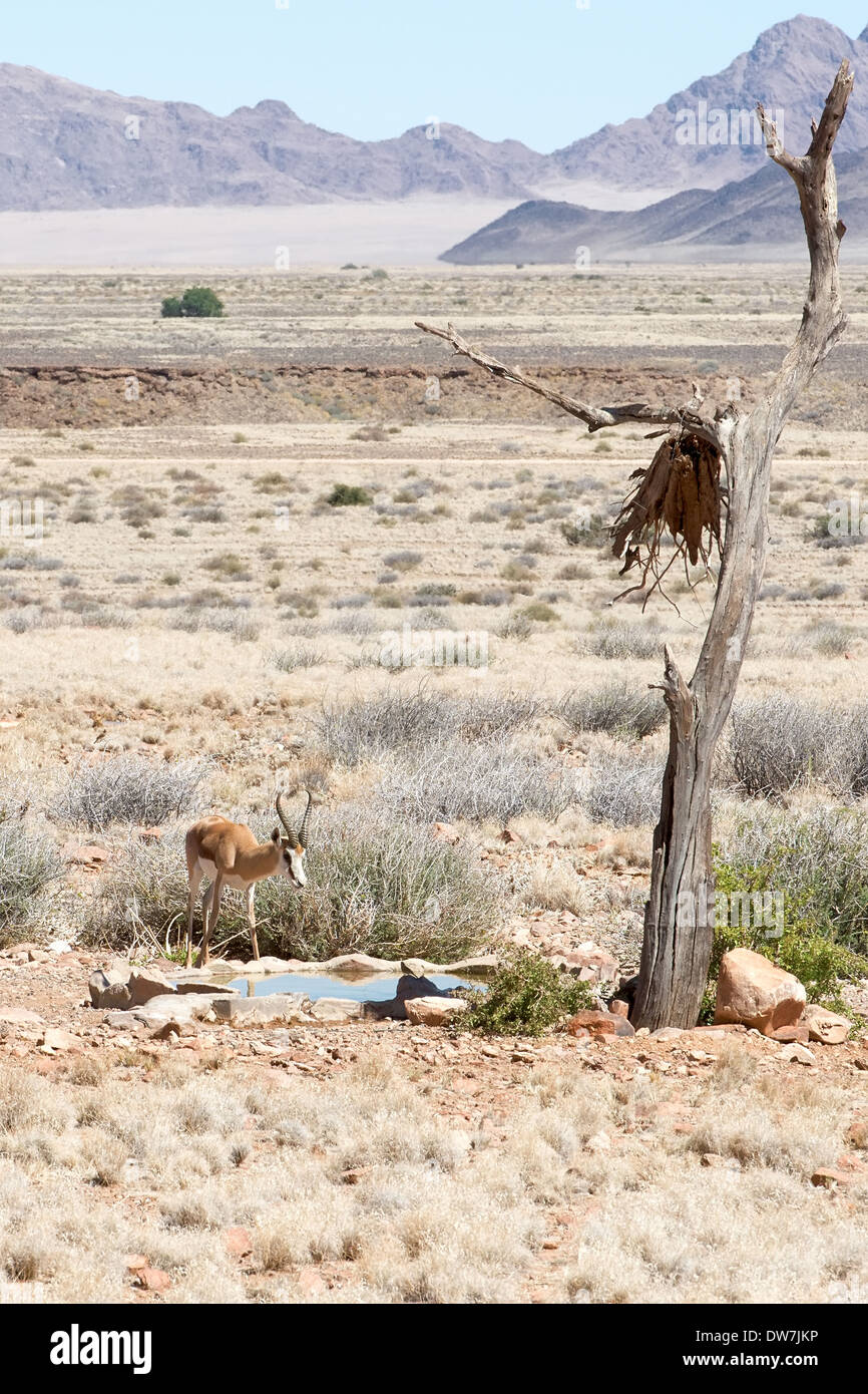 Springbok sauvages à l'eau en Namibie, Afrique Banque D'Images