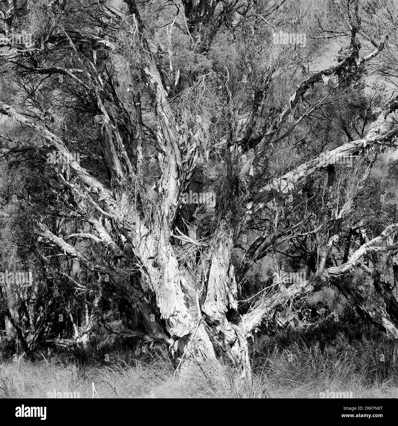 Les arbres et la végétation dans la réserve naturelle de marais Star, Perth, Australie de l'Ouest/ Banque D'Images