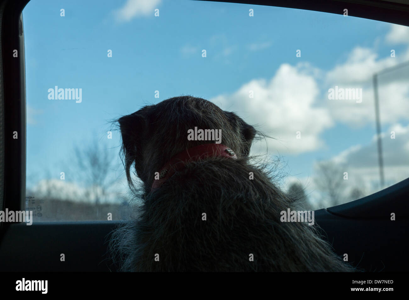 Border terrier dog looking out car window Banque D'Images