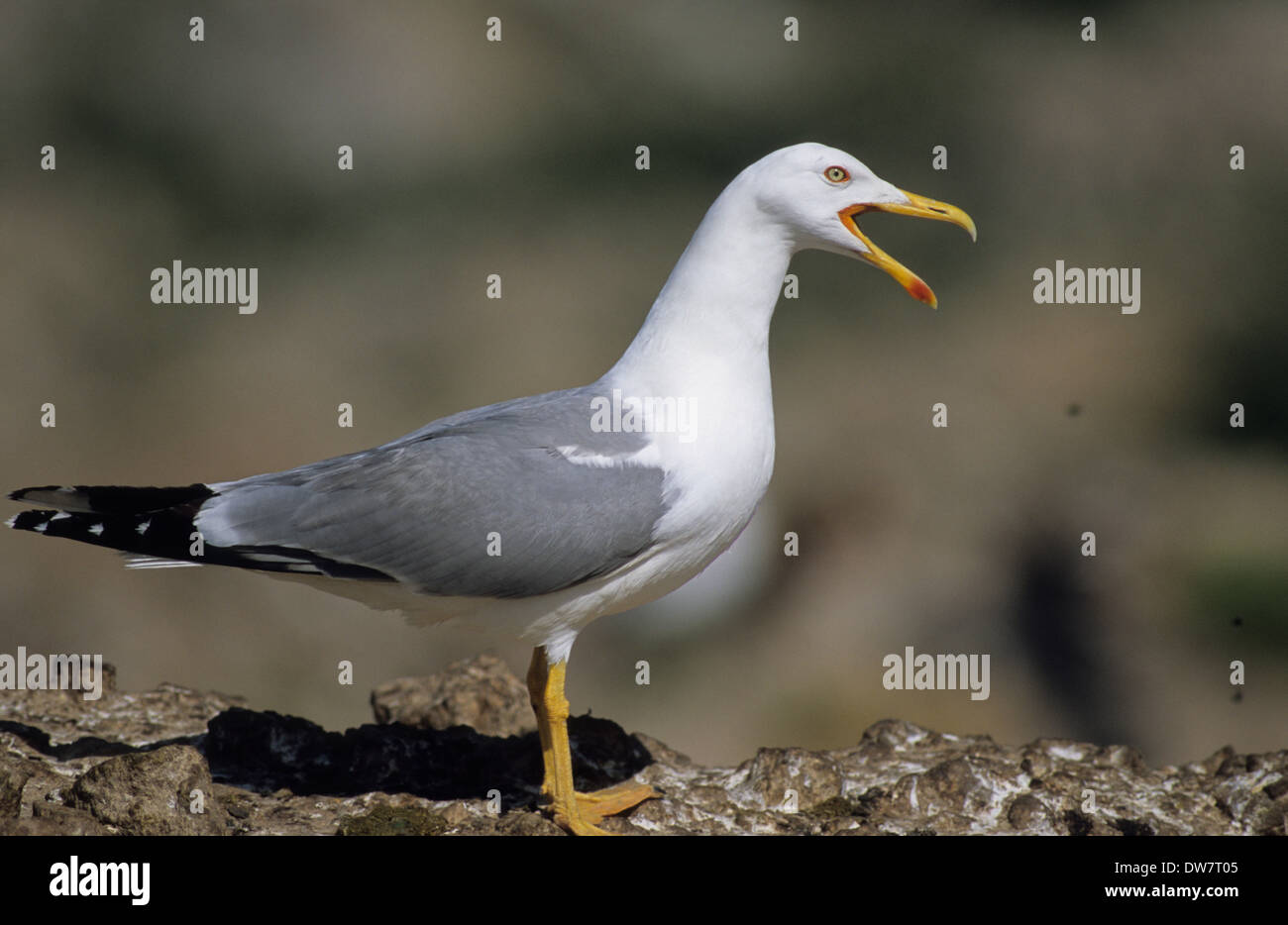 Yellow-legged Gull (Larus cachinnans michahellis) adulte en plumage de reproduction estivale appelant Lesbos Grèce Banque D'Images