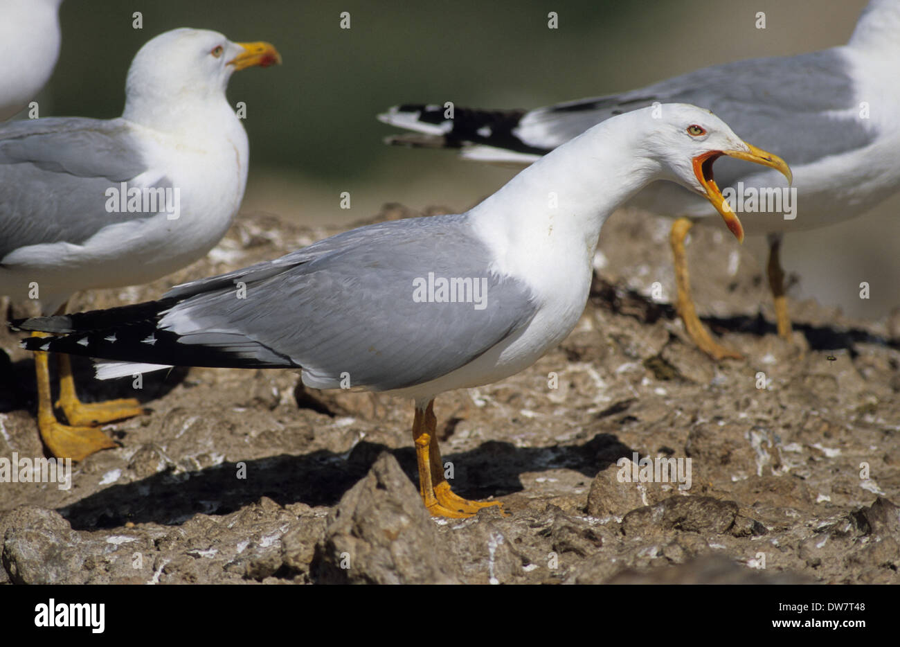 Yellow-legged Gull (Larus cachinnans michahellis) adulte en plumage de reproduction estivale appelant Lesbos Grèce Banque D'Images