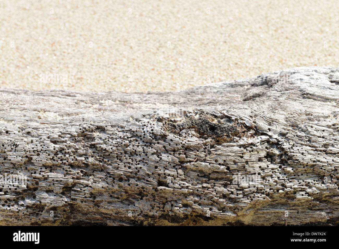 Close up de bois flotté sur la plage Banque D'Images