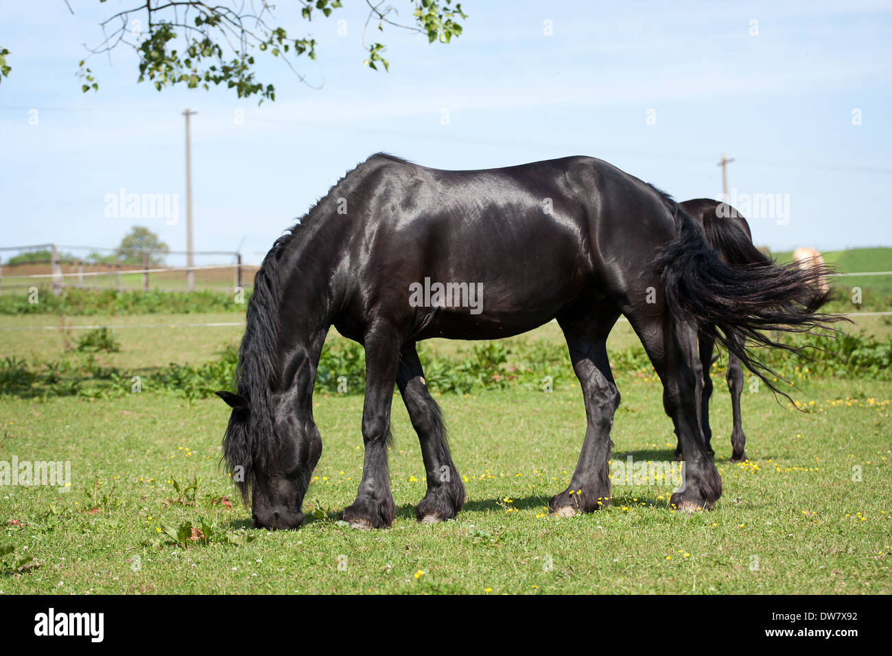 Cheval Noir dans le pré Banque D'Images