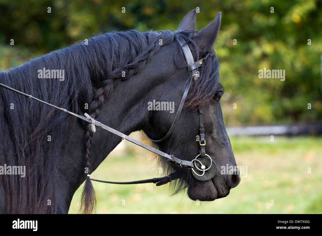 Cheval frison noir Banque D'Images