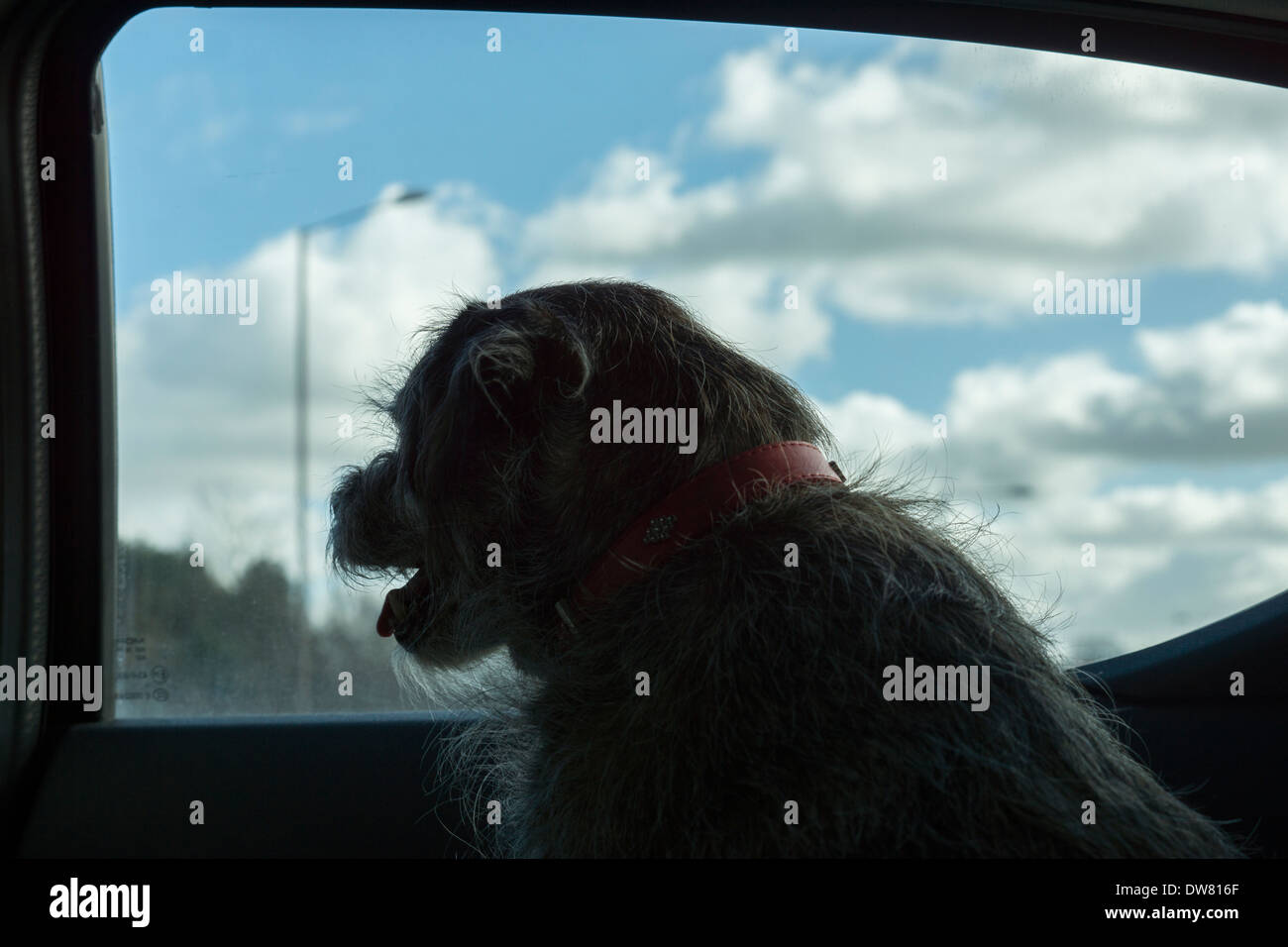 Border terrier dog looking out car window Banque D'Images Border terrier dog looking out car window Banque D'Images