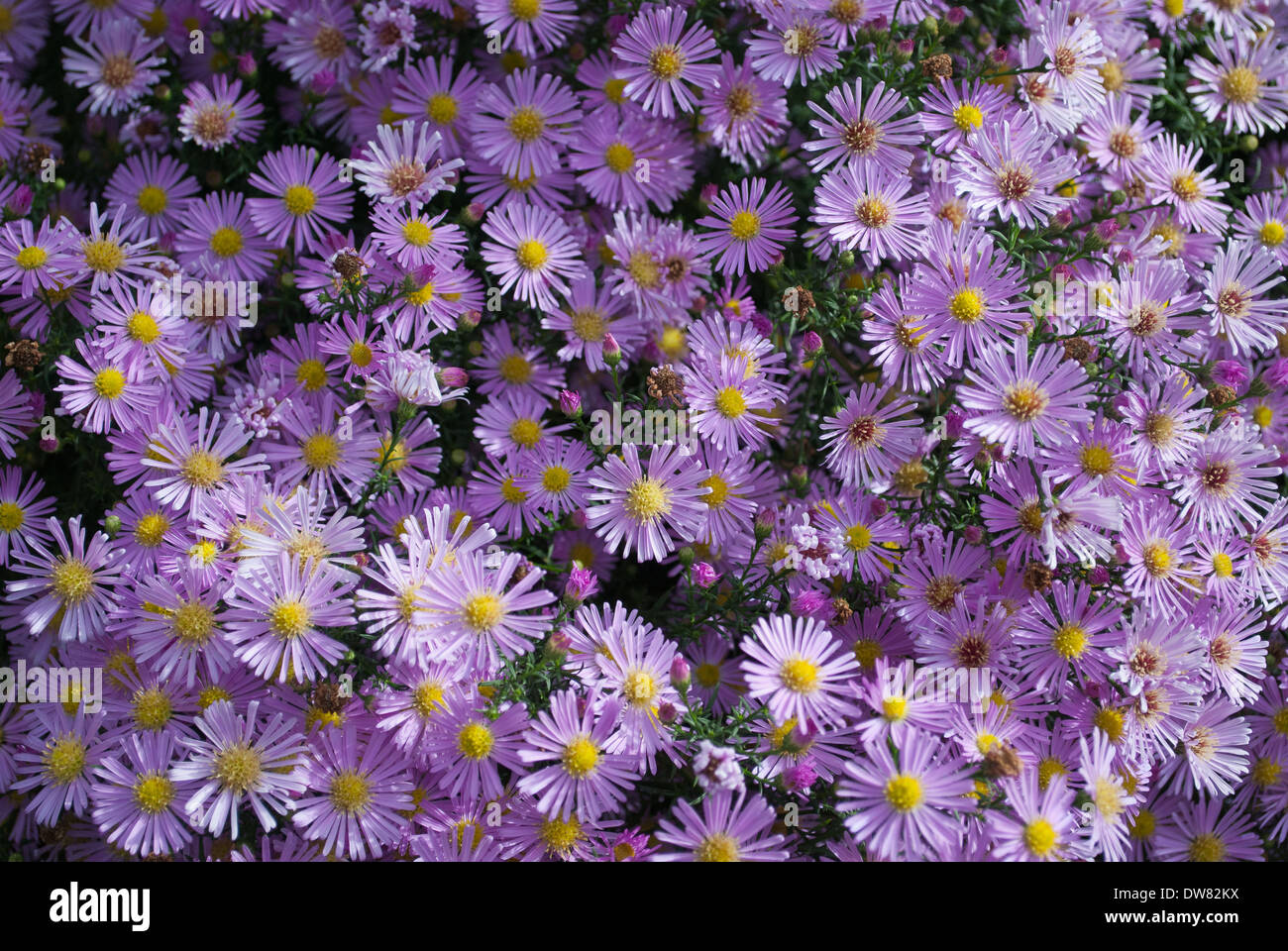 Aster en fleur Banque D'Images