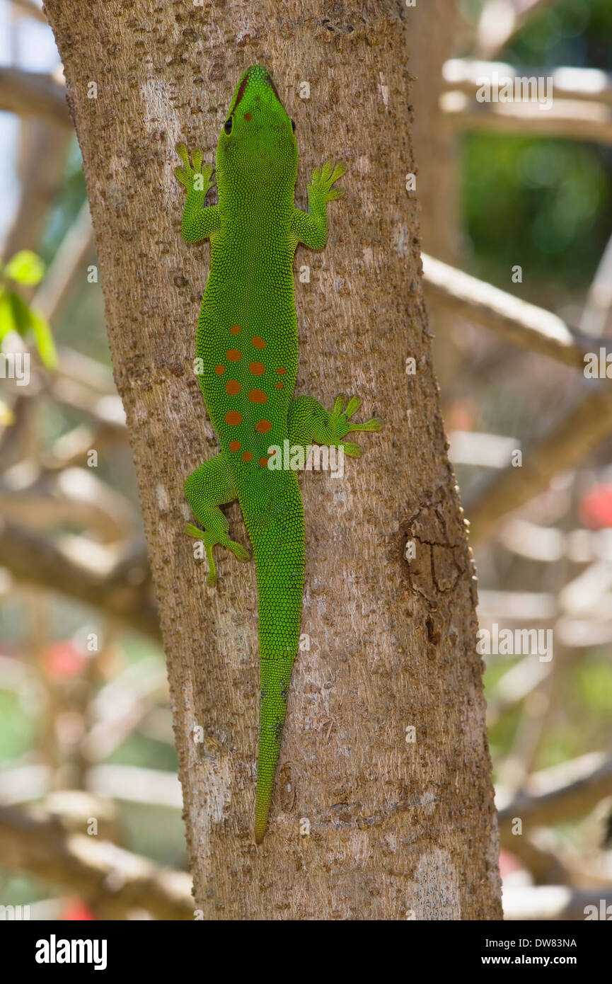 Gecko géant de Madagascar (Phelsuma madagascariensis jour grandis) Banque D'Images