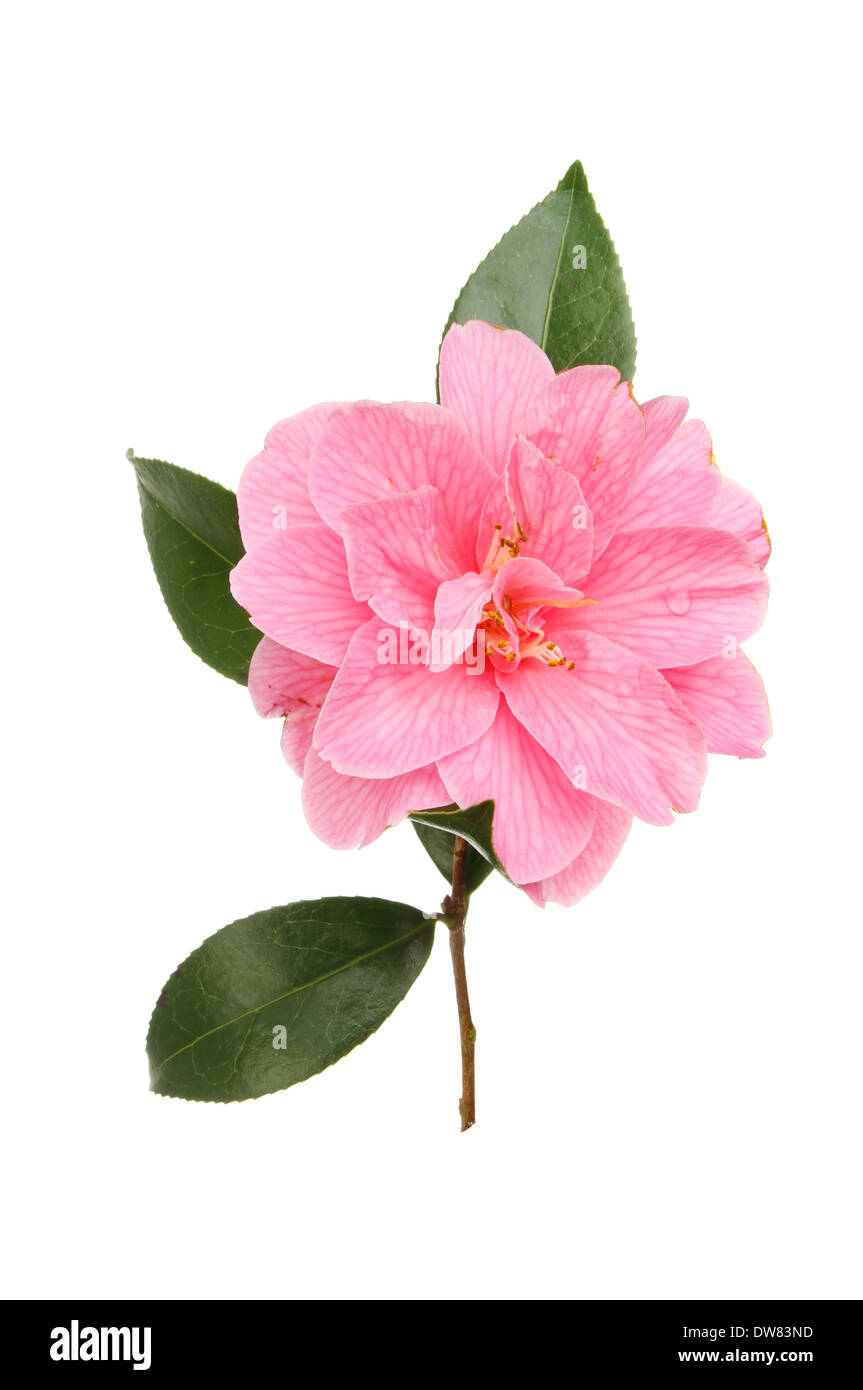 Fleur de camélia magenta et le feuillage isolés contre white Banque D'Images