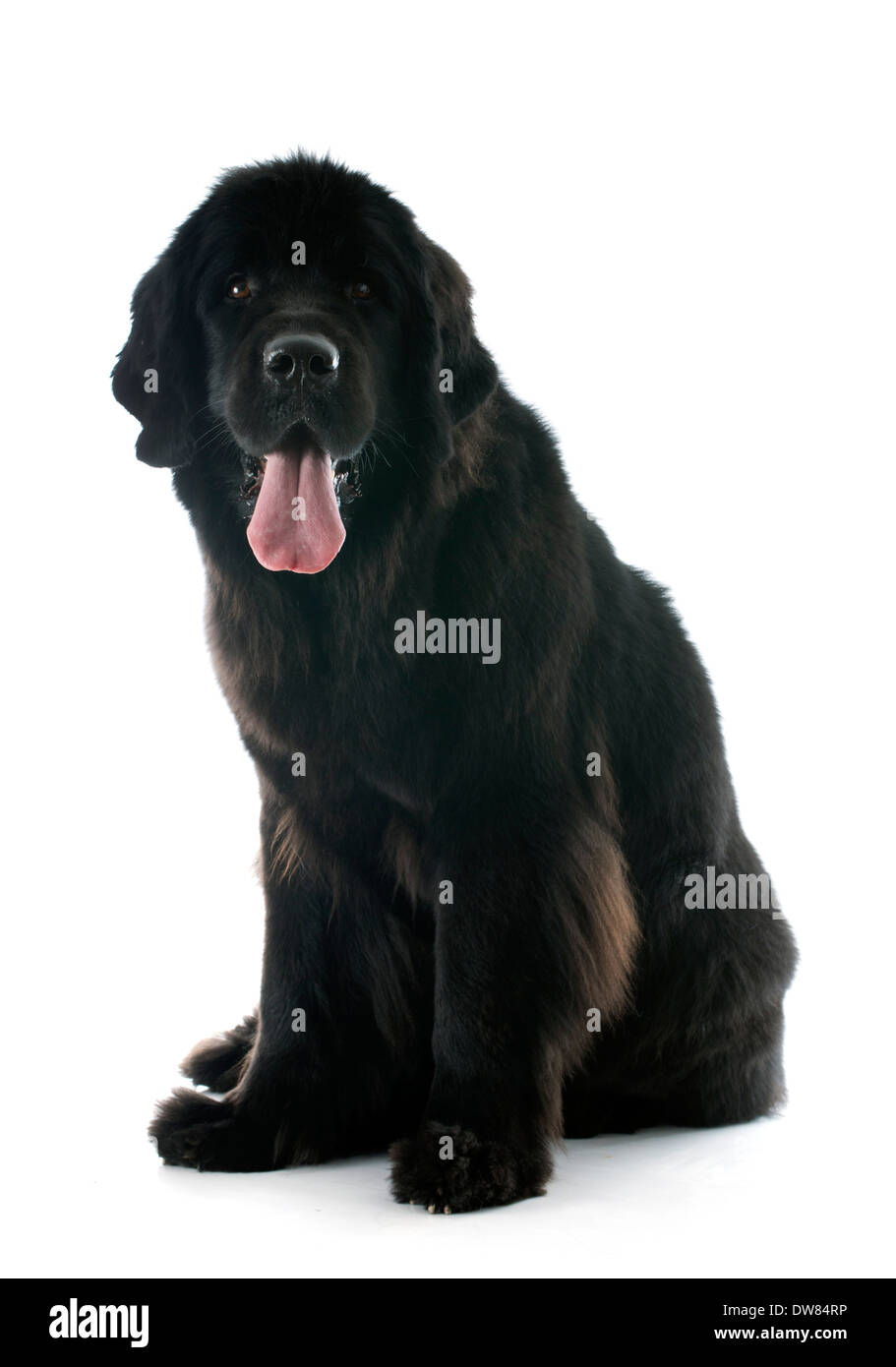 Newfoundland dog in front of white background Banque D'Images