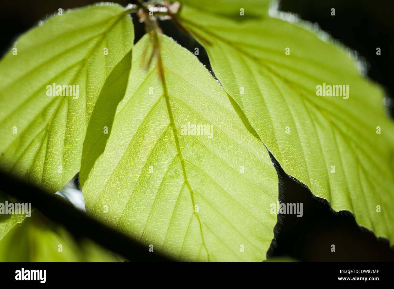 Feuilles de hêtre commun (Fagus sylvatica), Dunsford Wood, Devon, Royaume-Uni. Banque D'Images