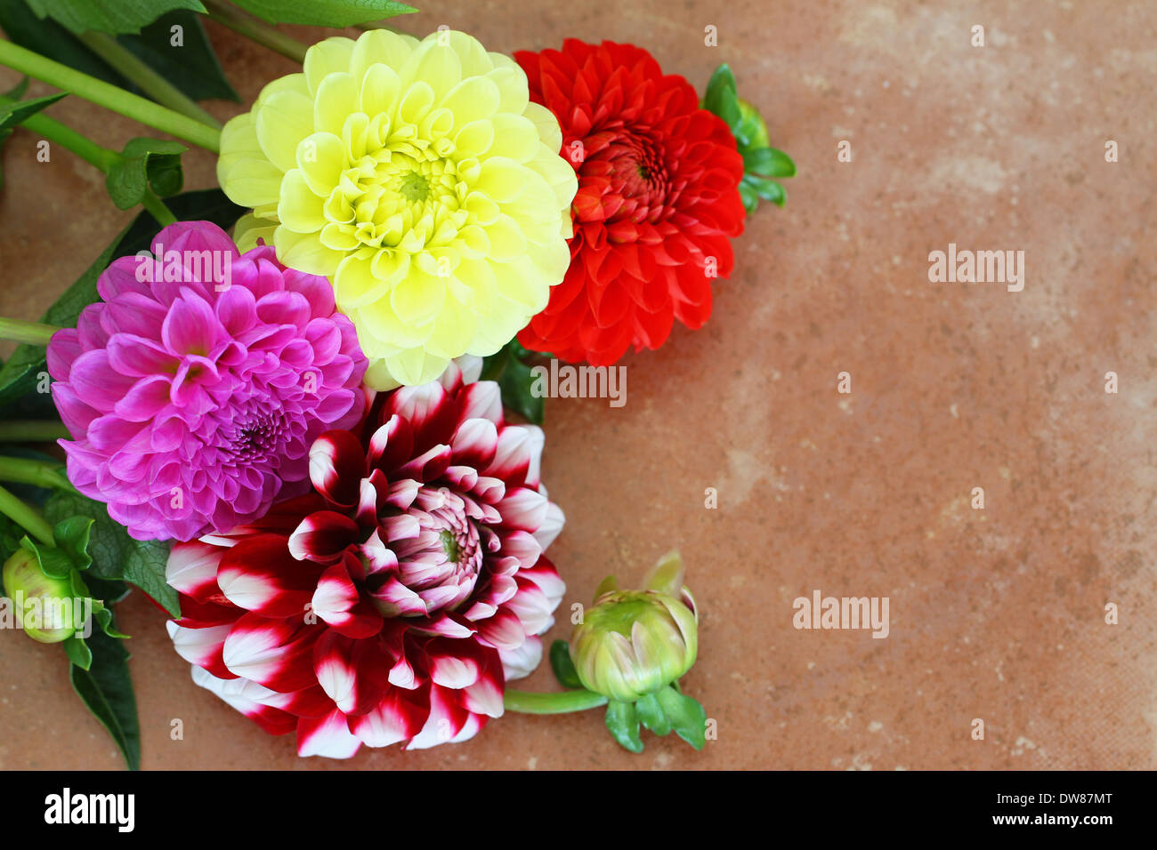 Dahlia fleurs colorées sur la surface de terre cuite avec copie espace Banque D'Images