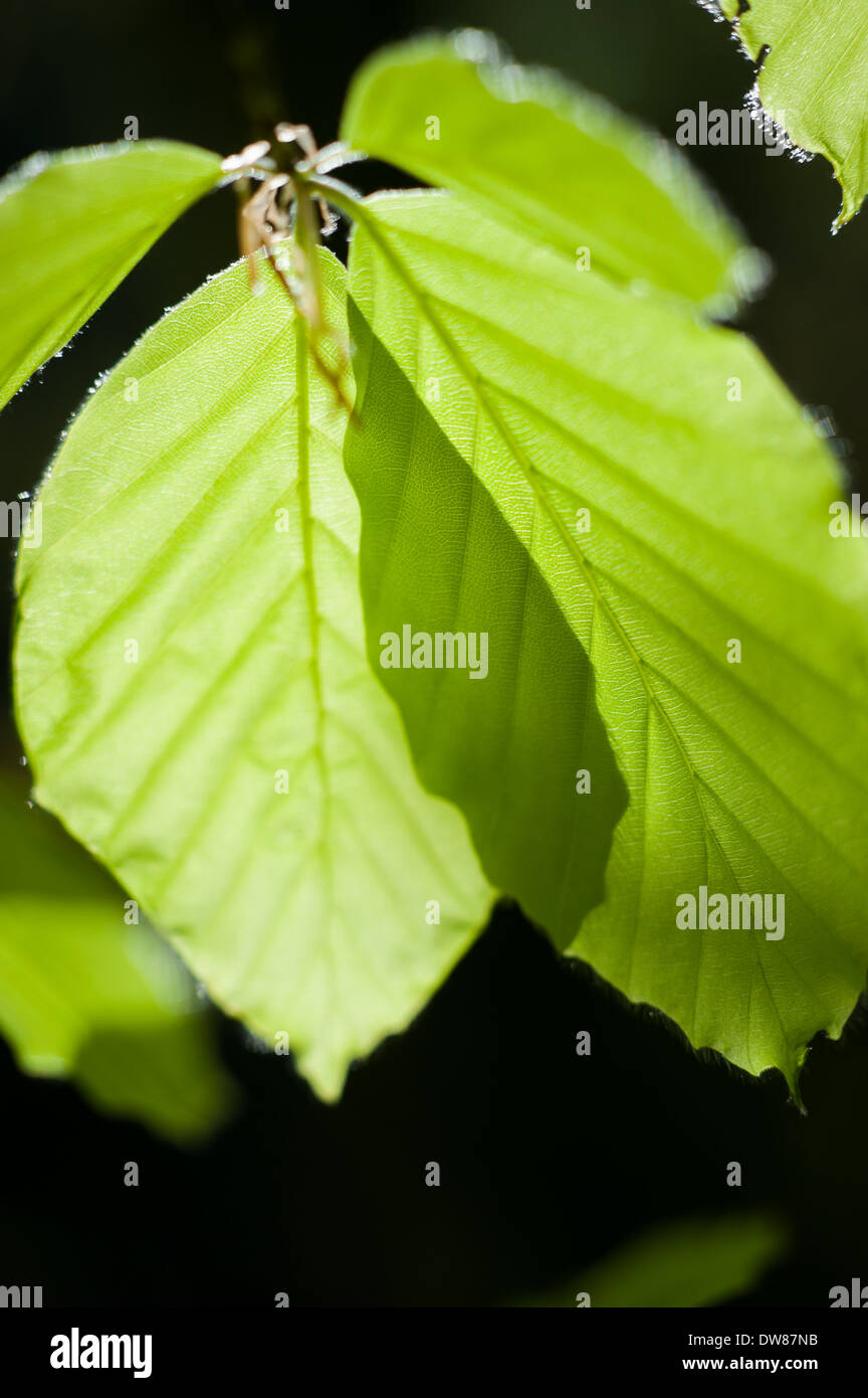 Feuilles de hêtre commun (Fagus sylvatica), Dunsford Wood, Devon, Royaume-Uni. Banque D'Images
