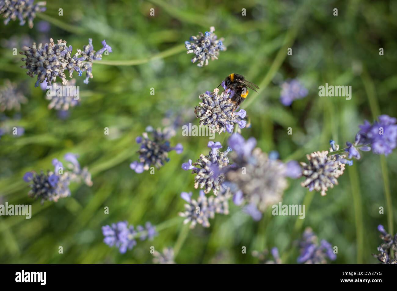 Bumblebee (Bombus terretris) à queue buffée sur la lavande dans un jardin britannique. Banque D'Images