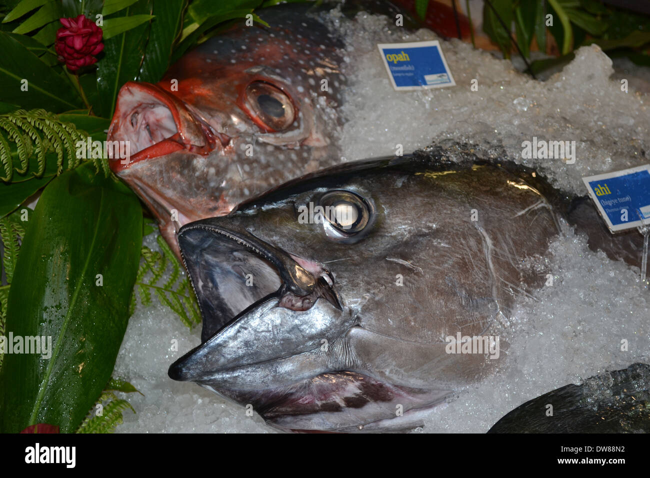 Moonfish ou 'opa, Lampris regius, et le thon obèse ou ahi, Thunnus obesus, sur l'écran de vente, Oahu, Hawaii, USA Banque D'Images
