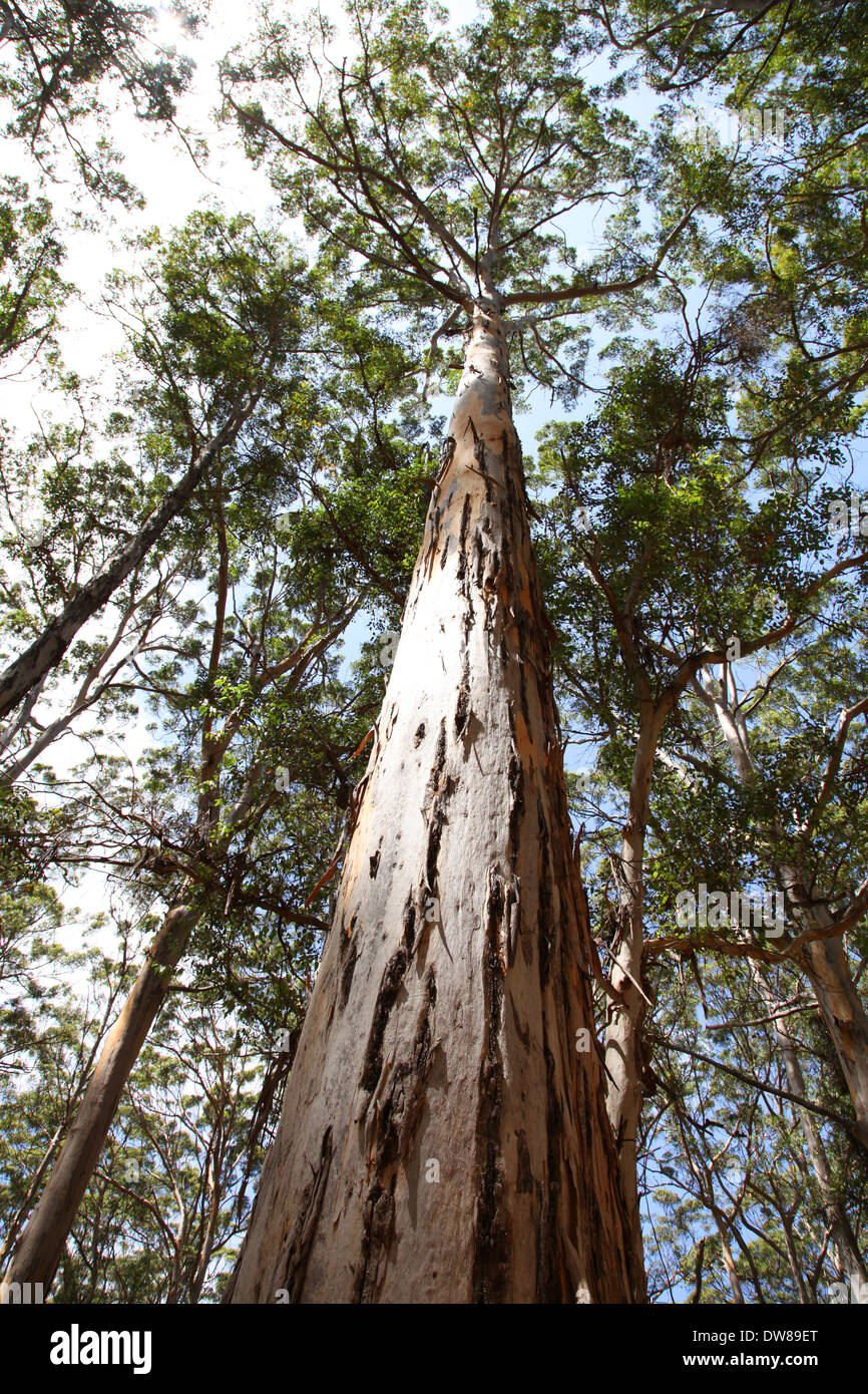 Karri arbres le long ou près de la route des Grottes dans la région de la rivière de Margarte l'ouest de l'Australie Banque D'Images