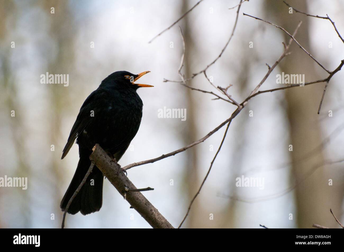 Un chant'Blackbird (Turdus merula) assis sur une branche Banque D'Images