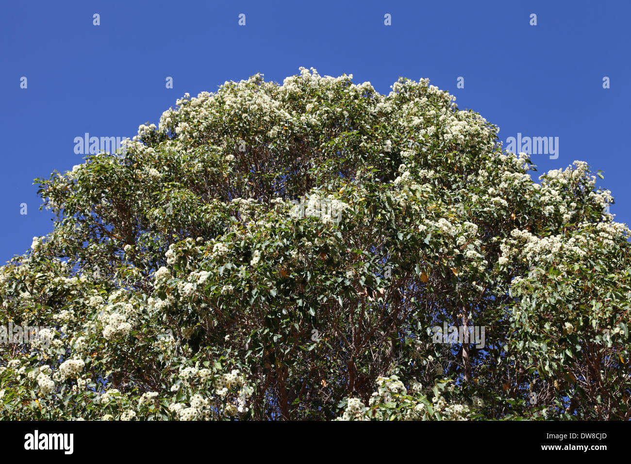 Fleur d'eucalyptus Banque D'Images