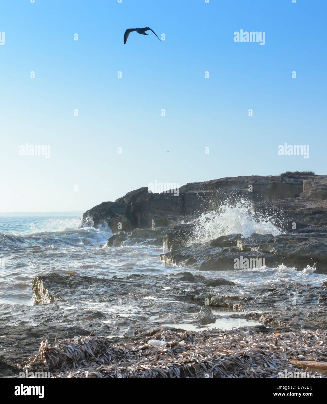 Seagull Mer Agitée dans ses Covetes, Majorque, îles Baléares, Espagne, en octobre. Banque D'Images