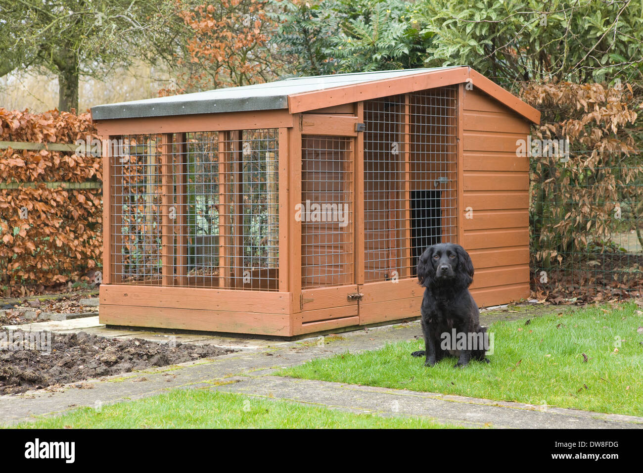 Dog In Kennel Photos & Dog In Kennel Images - Alamy