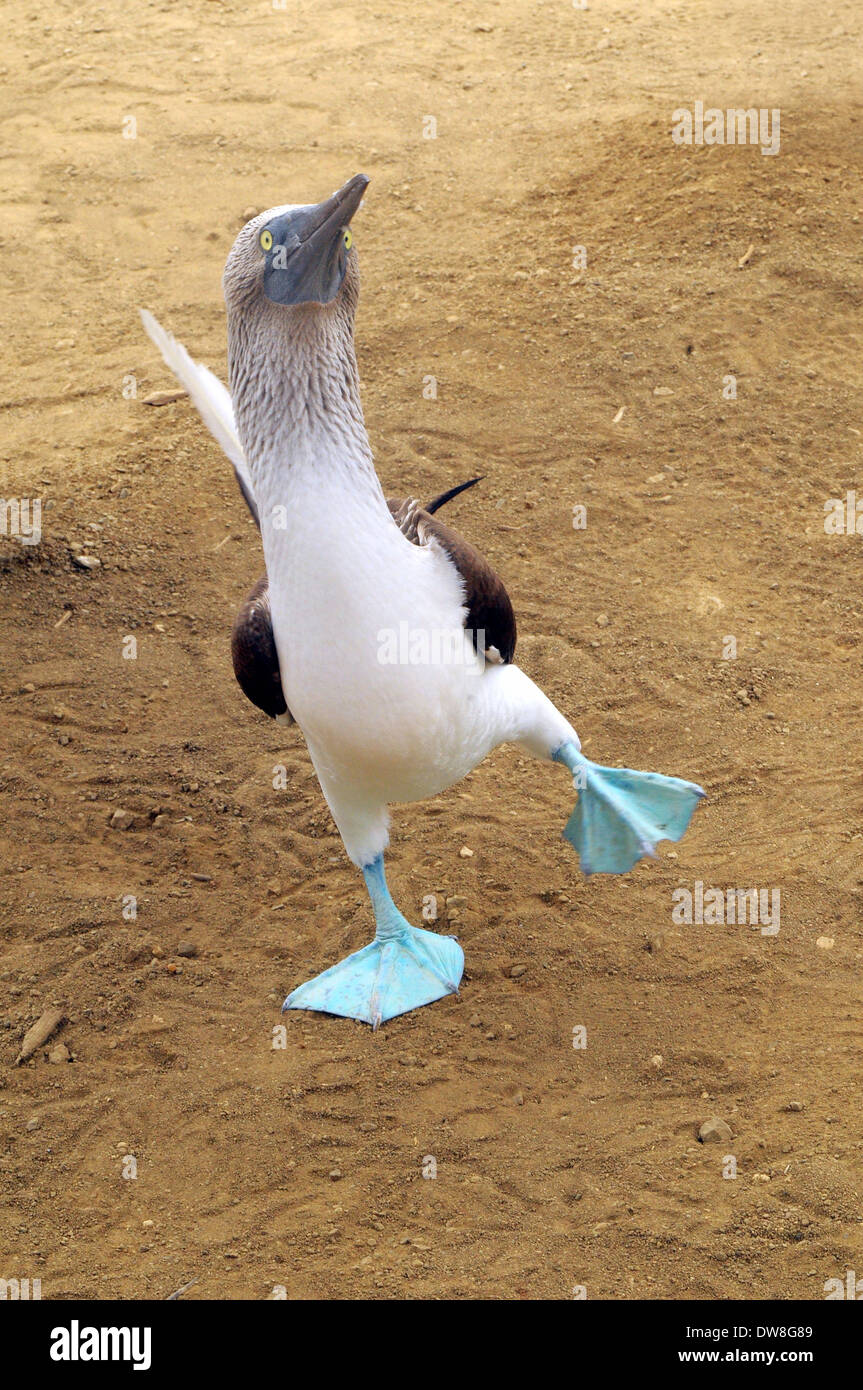 Blue-footed Booby Banque D'Images
