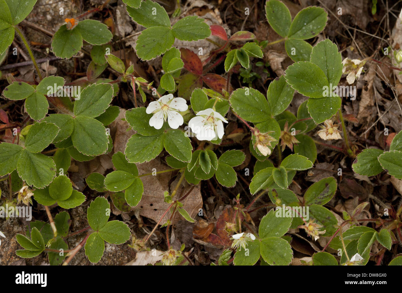 Potentille (Potentilla Montana Mountain) floraison Juin France Pyrénées françaises Banque D'Images