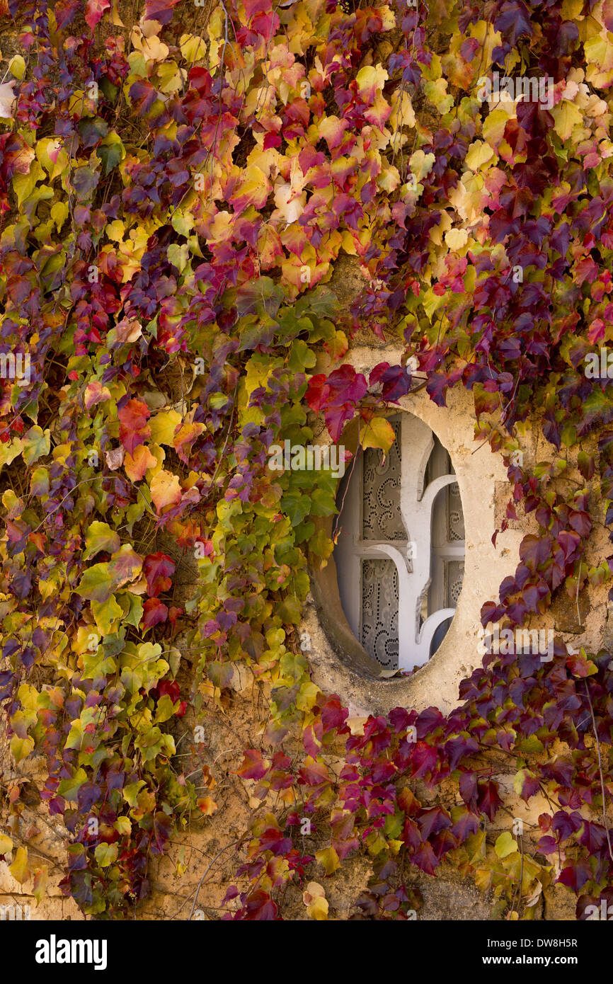 Vigne vierge (Parthenocissus quinquefolia) espèces introduites feuilles à l'automne autour de l'escalade de couleur petite fenêtre ovale sur Banque D'Images