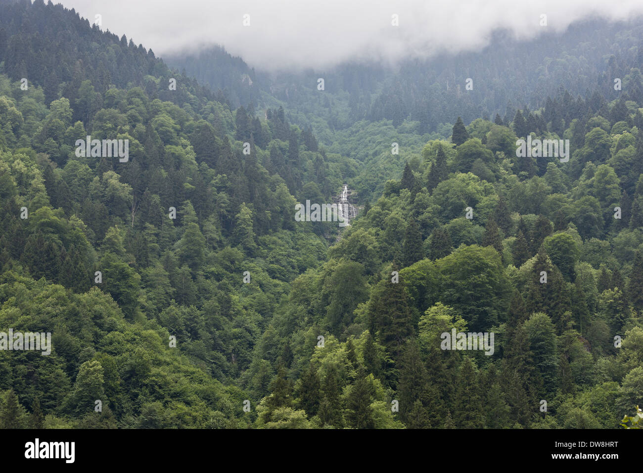 Euxine-Colchic forêt mixte de conifères et de l'habitat forestier de la vallée de Firtina Montagnes Pontiques Juillet Turquie Anatolie Banque D'Images