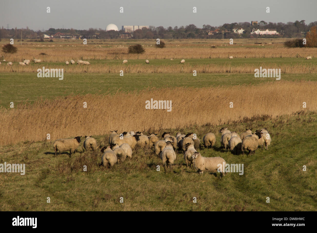 Suffolk face noire des moutons paissant l'ouvrage de Sudbourne Marsh à la centrale nucléaire de Sizewell vers. Le Suffolk. Banque D'Images