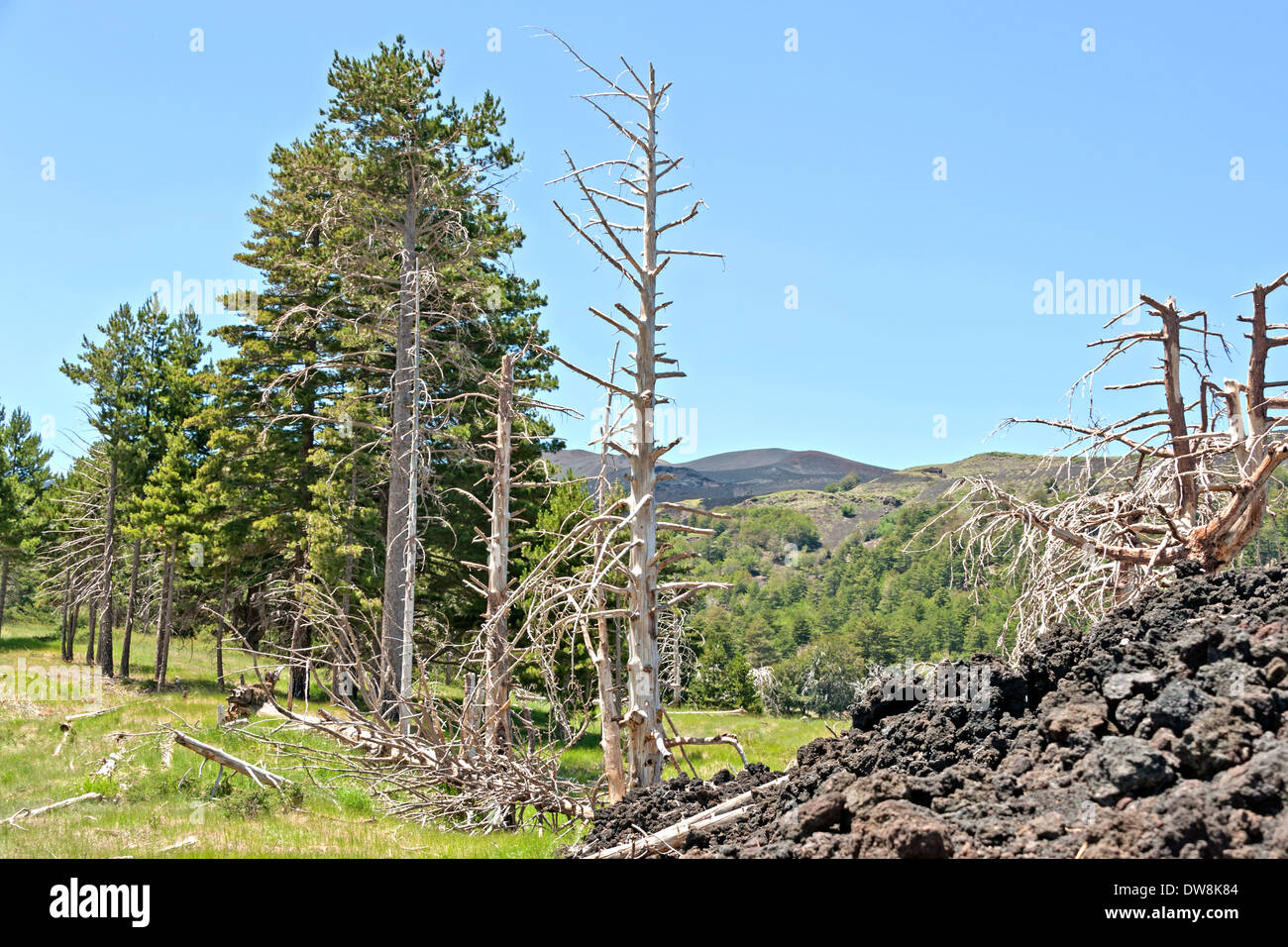 Pins brûlés par les coulées volcaniques de l'Etna en Sicile, Italie Banque D'Images