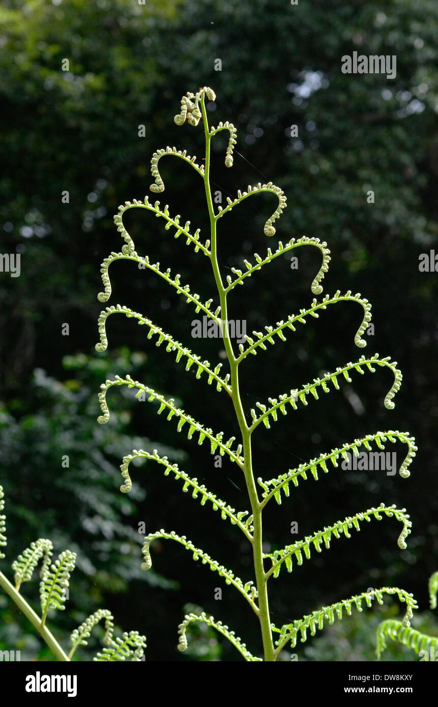 Nouvelle feuille de fougère avec forme délicate silhouette sur fond sombre. Banque D'Images