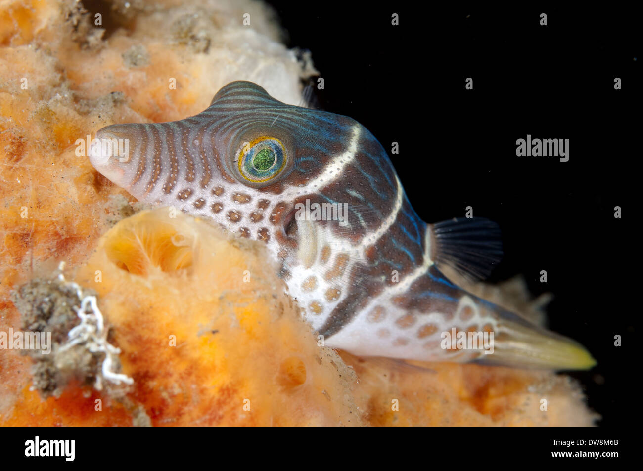 Black-sellé poisson-globe (Canthigaster valentini) adulte reposant sur une éponge Seraya moindre Îles de la sonde Bali Indonésie Décembre Banque D'Images