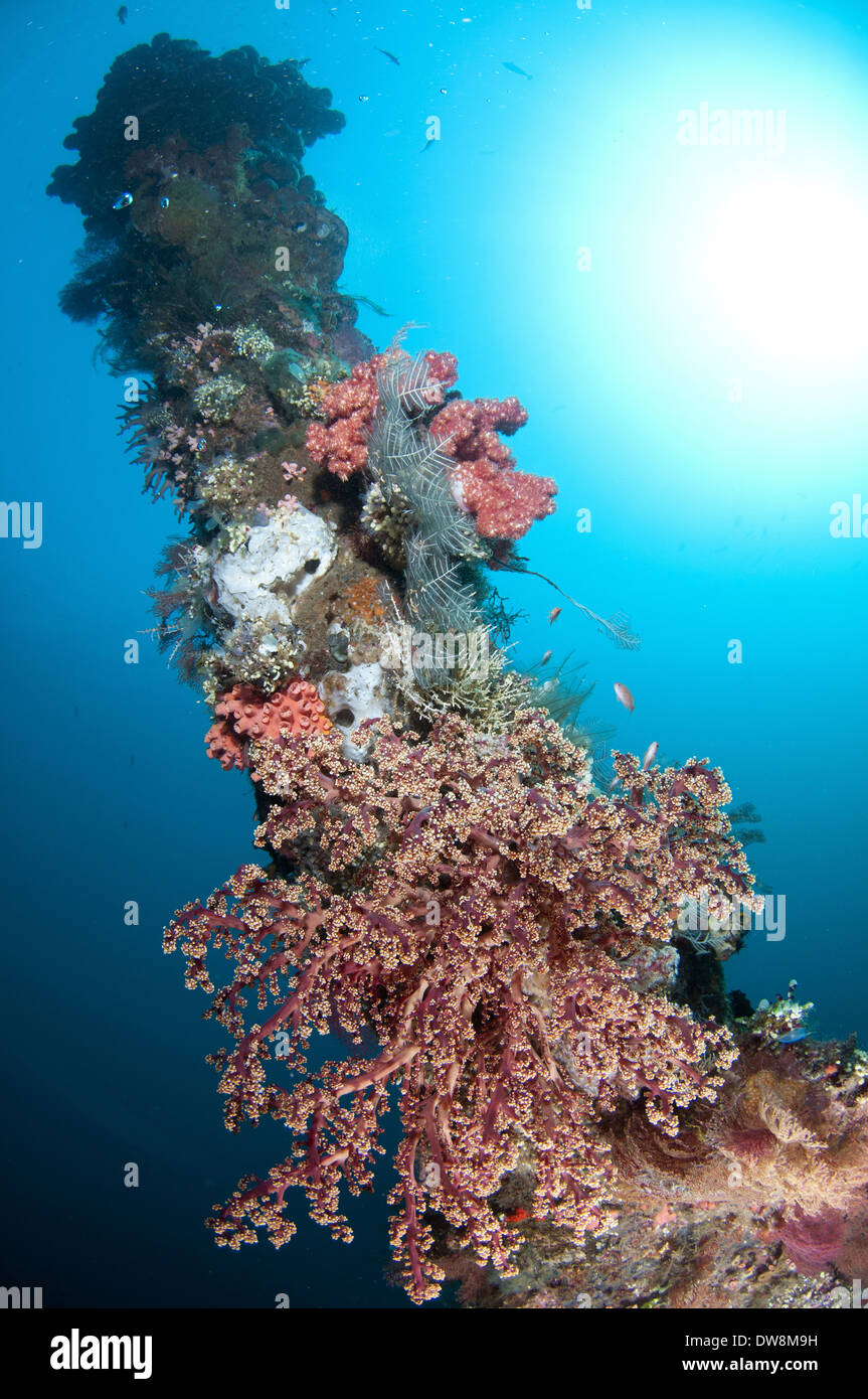 Tourelle incrustés de corail de l'USAT Liberty shipwreck (navire de transport de l'armée américaine pendant la DEUXIÈME GUERRE MONDIALE) torpillé Seraya moindre Bali Tulamben Banque D'Images