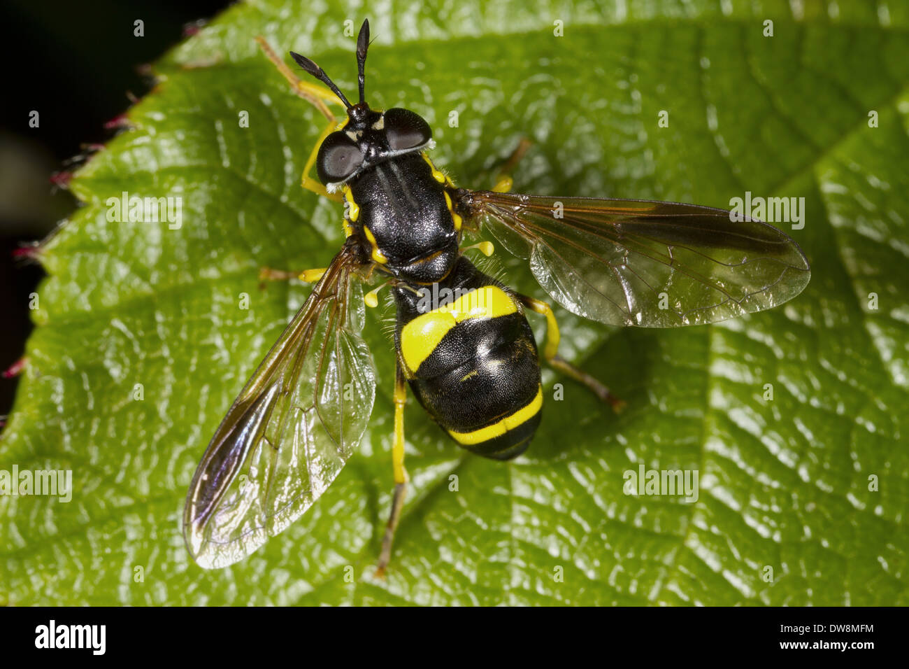 Deux-banded Hoverfly (Chrysotoxum bicinctum) femelle adulte reposant sur leaf Powys Pays de Galles d'août Banque D'Images