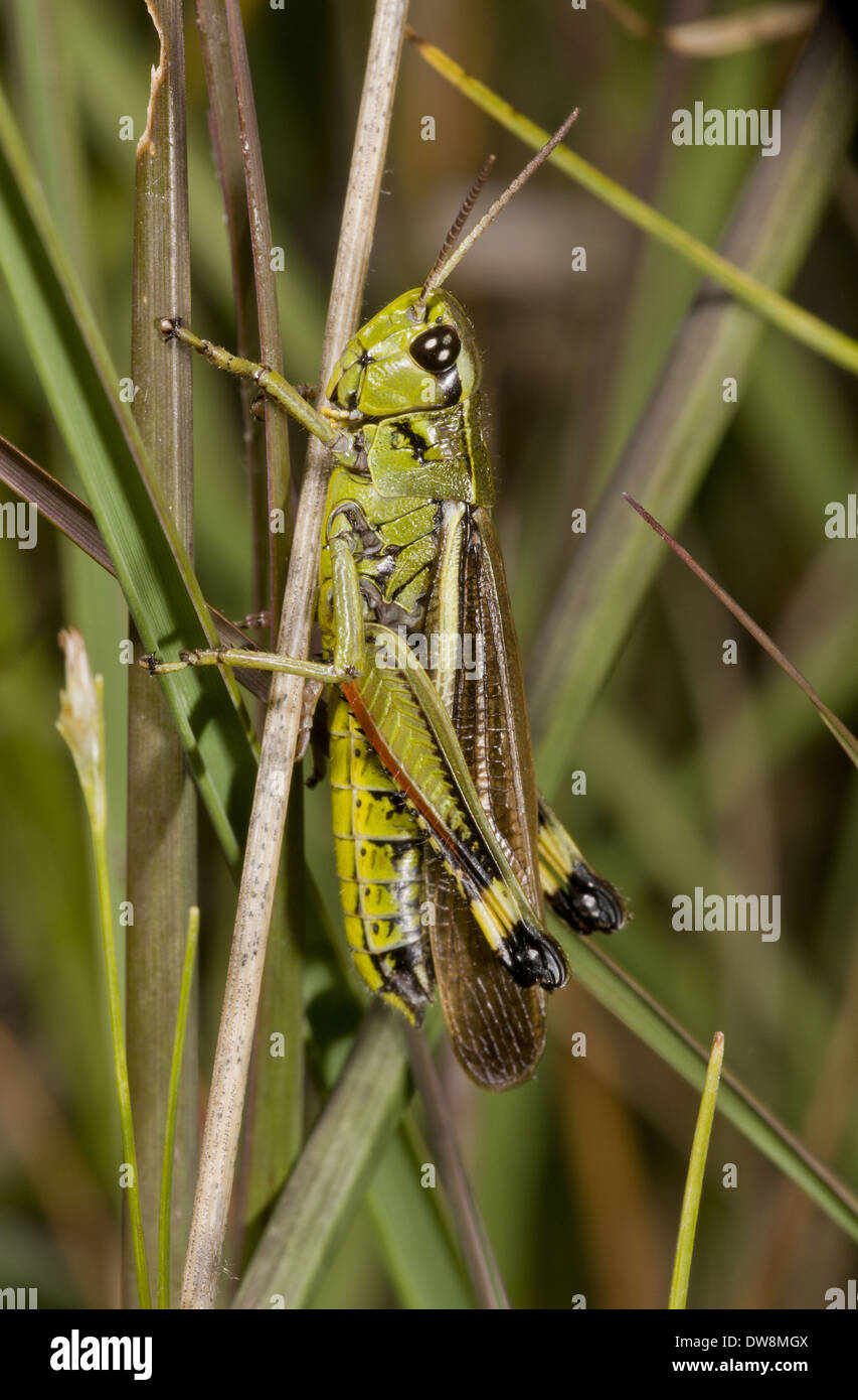 Grand Marais sauterelle (Stethophyma grossum) mâle adulte, reposant sur la végétation des tourbières en Hartland Moor Dorset Angleterre Août Banque D'Images