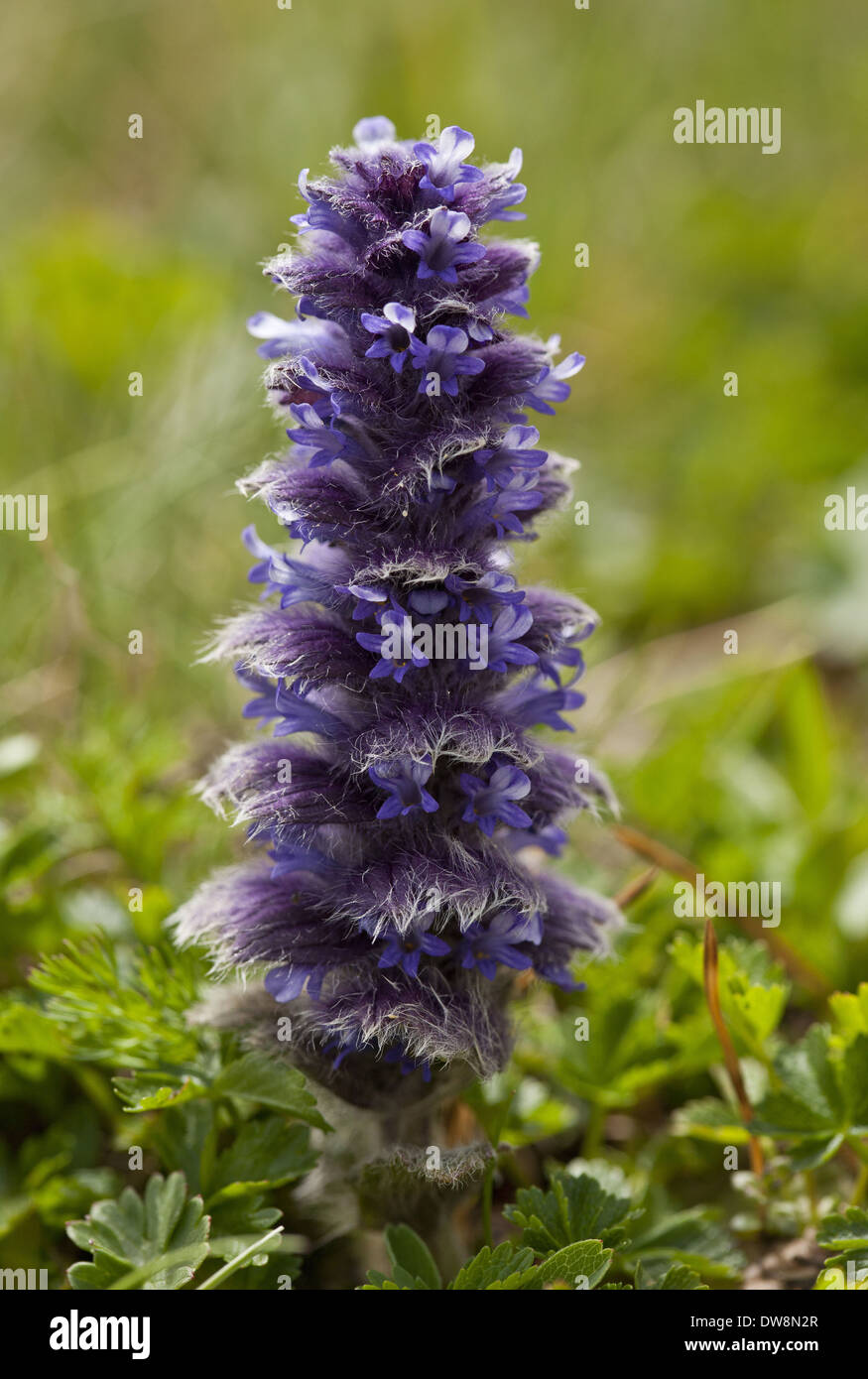 (Ajuga pyramidalis bugle pyramidale) de plus en plus de la floraison dans les alpages des montagnes pontiques Juillet Turquie Anatolie Banque D'Images