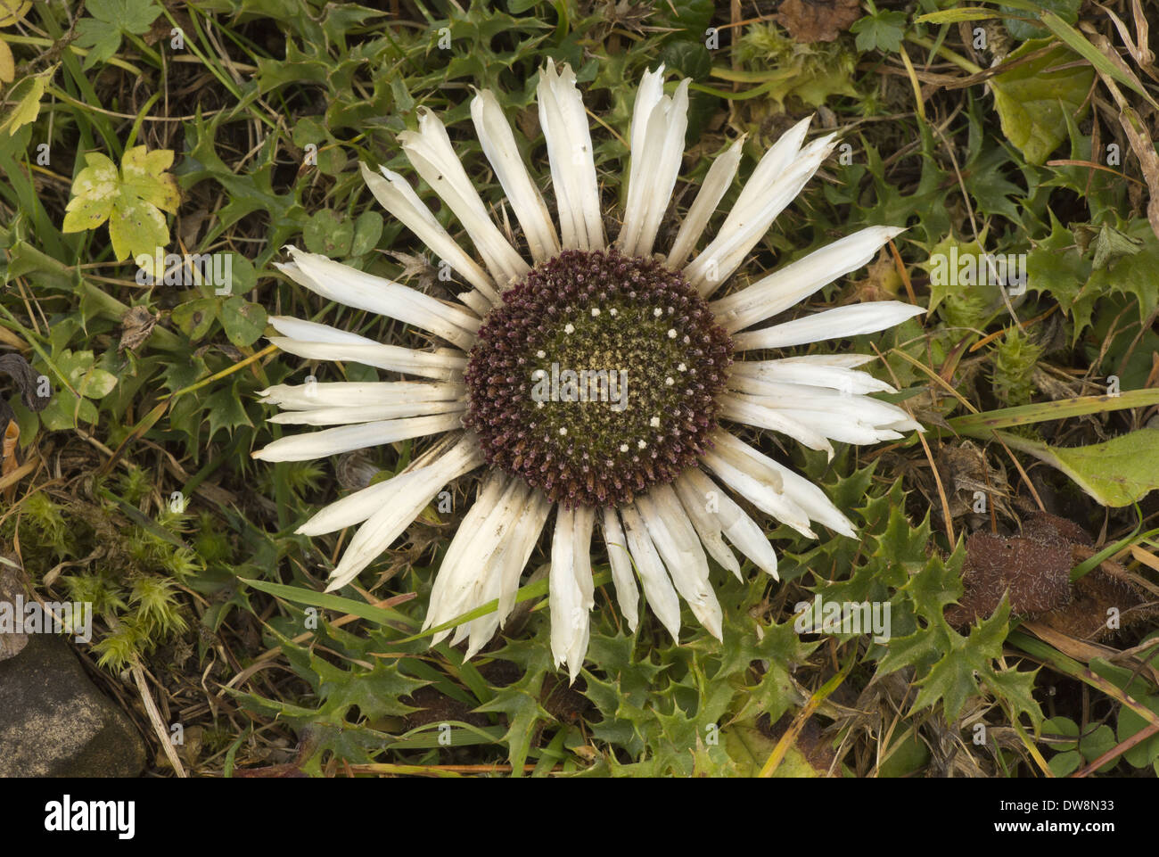 Carline acaule (Carlina acaulis ssp Chardon. acaulis) floraison Dolomites Alpes italiennes Italie Octobre Banque D'Images
