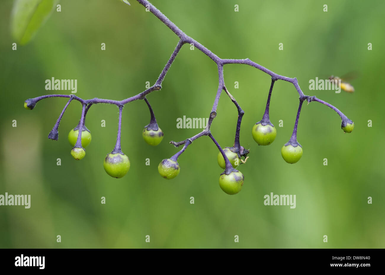 Woody nightshade (Solanum dulcamara) close-up de petits fruits encore verts à l'ouest de la réserve RSPB Marais Southend Southend-on-Thames Estuary Banque D'Images