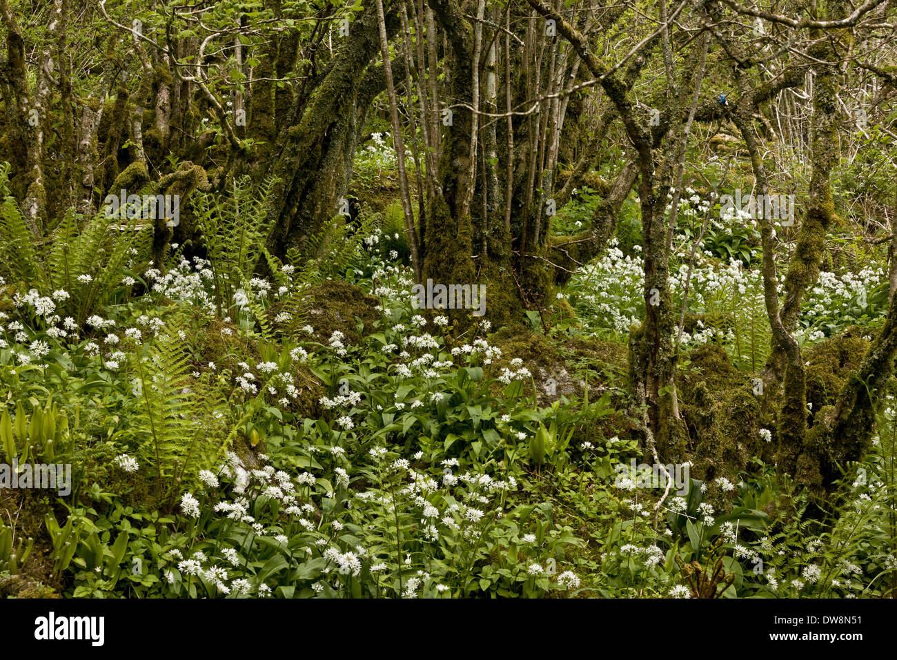 Ramsons (Allium ursinum) floraison de plus en plus de masse avec Fougère mâle (Dryopteris filix-mas) et scolopendre (Phyllitis Banque D'Images