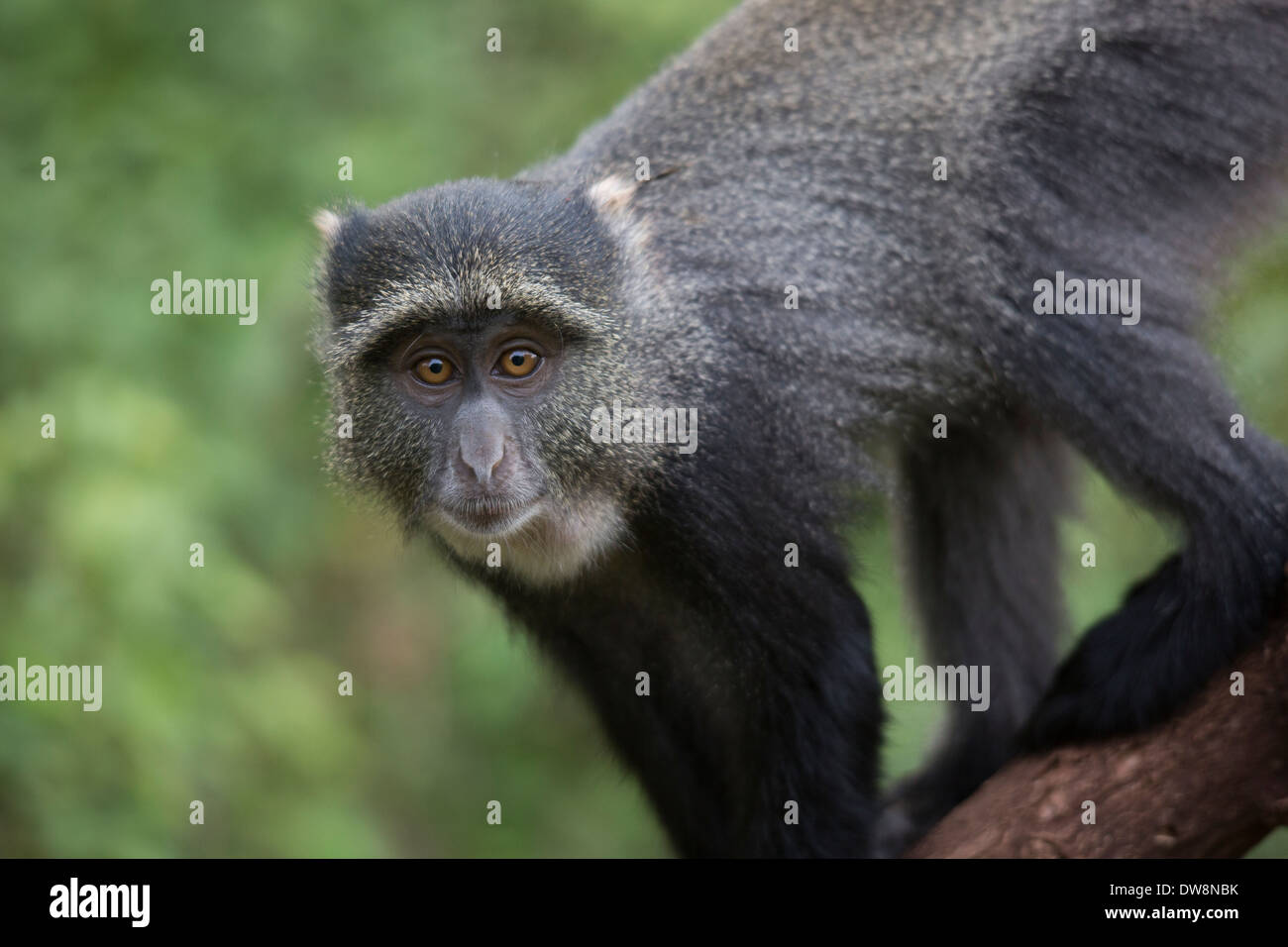 Singe sauvage dans le parc national du lac Manyara, en Tanzanie. Banque D'Images