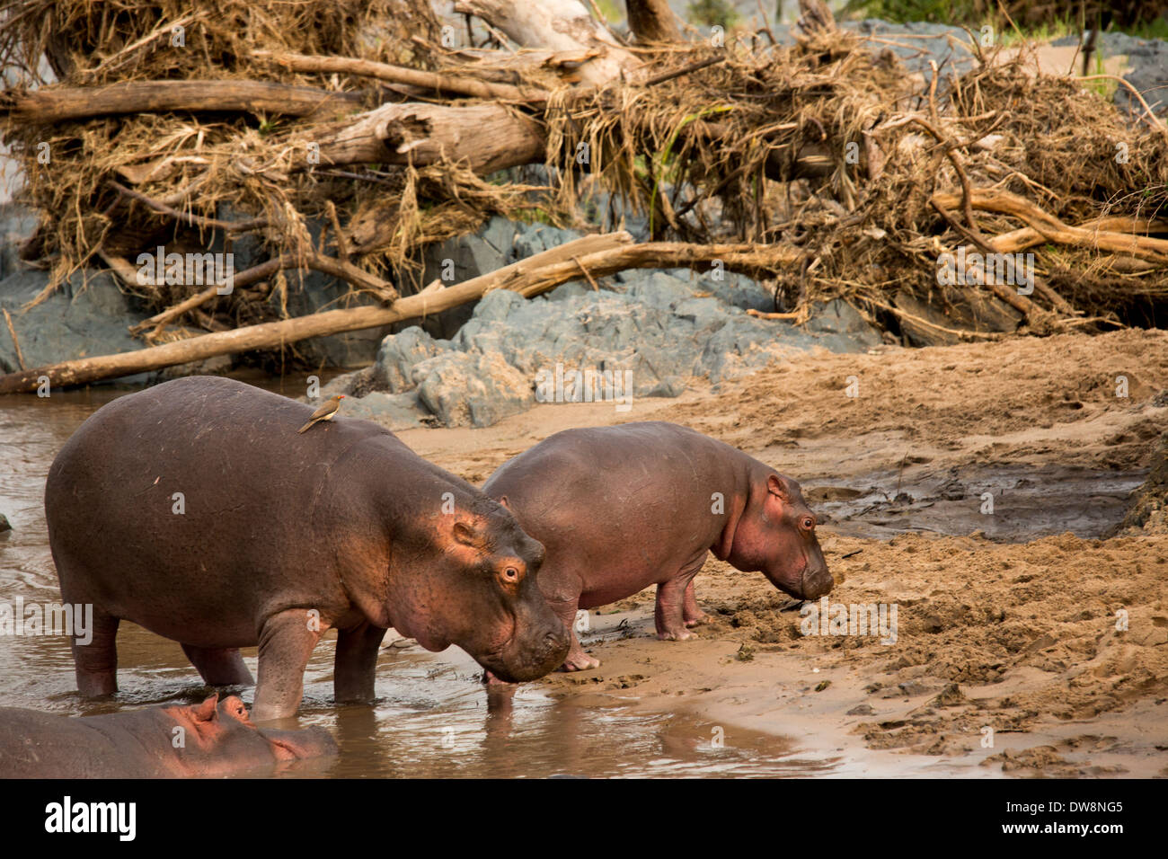 Hippopotames sauvages dans la rivière. Banque D'Images